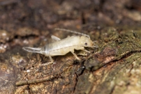 Un Pince-oreille. Une larve (Dermaptre - Forficulidae - Forficula sp.)